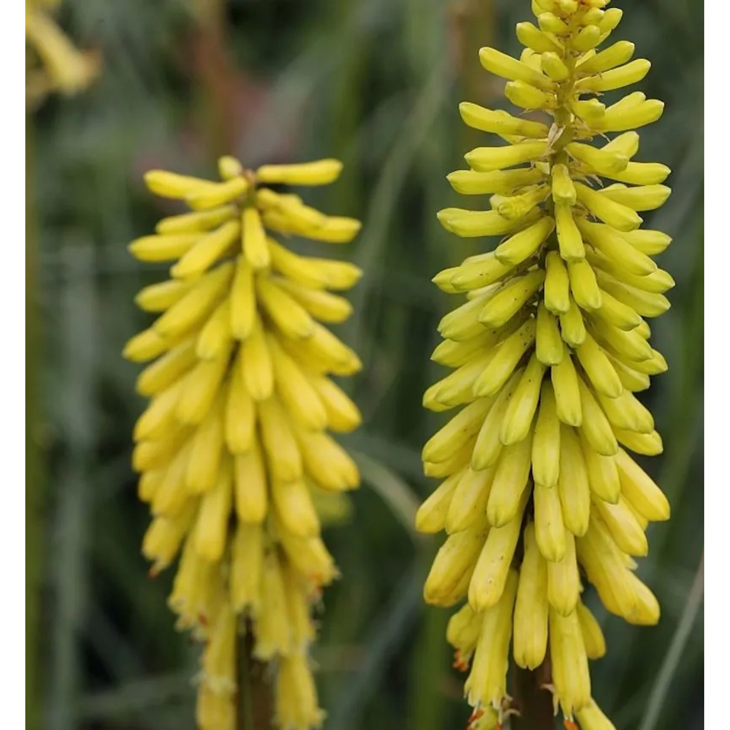 Fackellilie Lemon Popsicle - Kniphofia uvaria