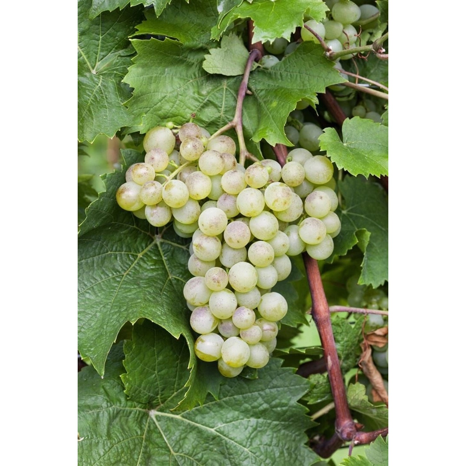 Vitis Vinifera Millenium Weinrebe 80–100 cm günstig online kaufen