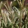 Immergrüner Rhododendron Makinoi (90–100 cm) mit schmalen Blättern im Detail.