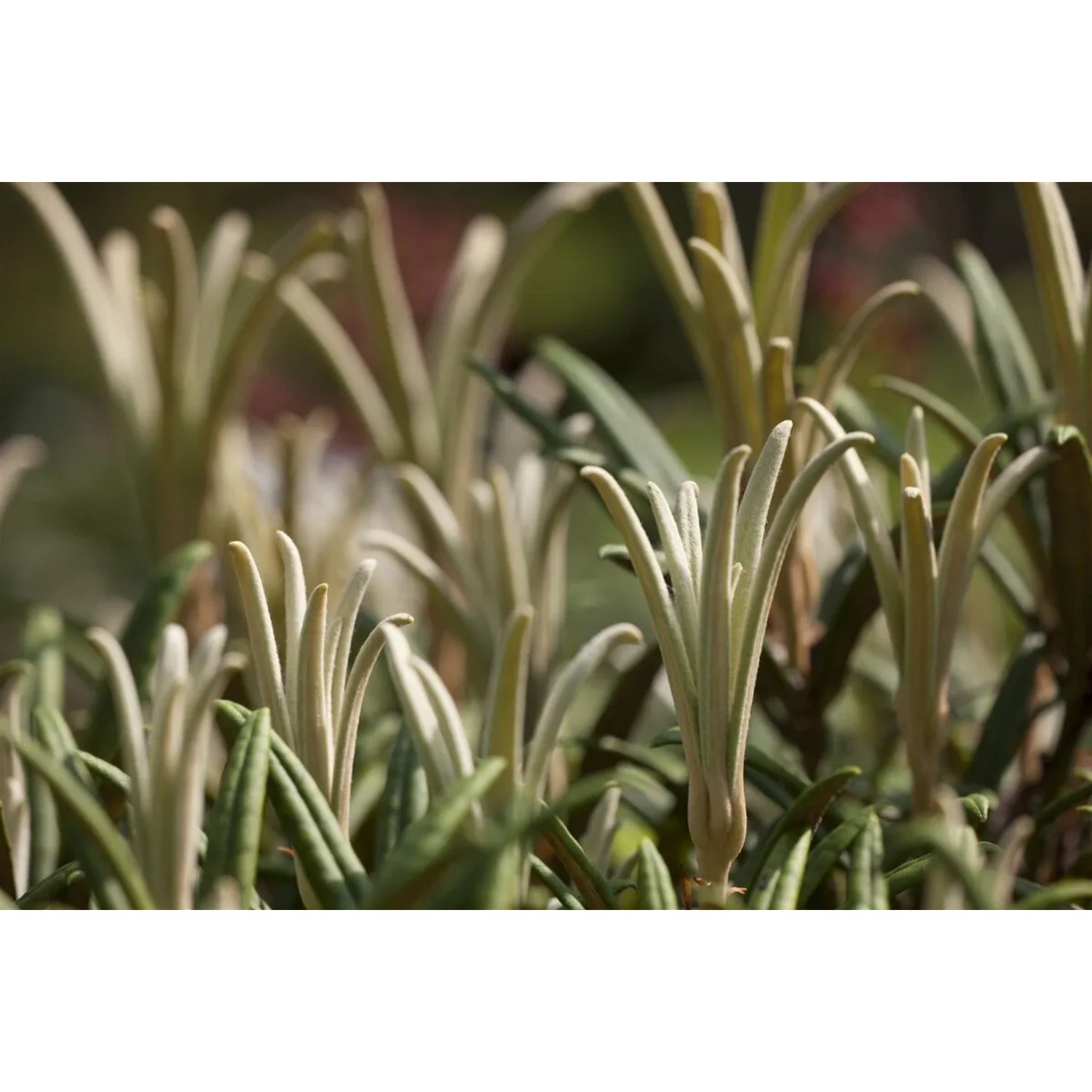 Immergrüner Rhododendron Makinoi (90–100 cm) mit schmalen Blättern im Detail.