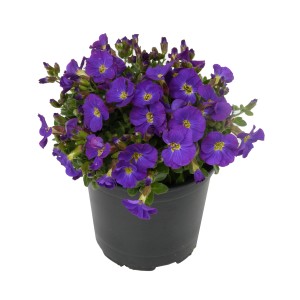 Blaukissen Purple im Topf, ca. 11 cm Ø, mit lila Blüten.