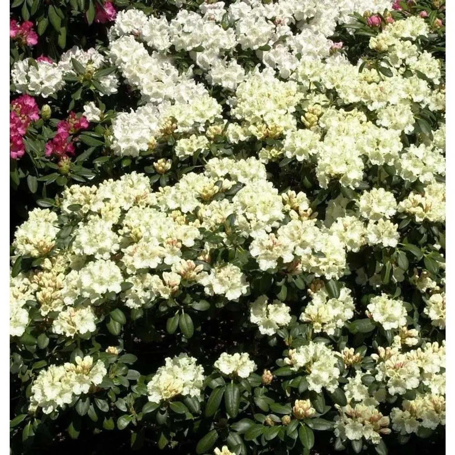 Rhododendron Millenium Gold 20-25cm - Alpenrose