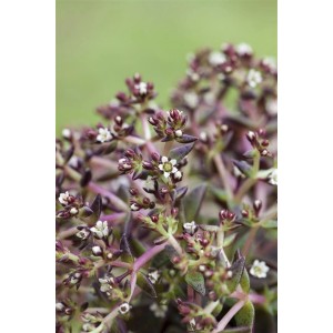 Detailaufnahme Sedum Album Weißblühend im 9x9 cm Topf, ein attraktiver Bodendecker.