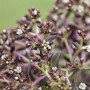 Detailaufnahme Sedum Album Weißblühend im 9x9 cm Topf, ein attraktiver Bodendecker.