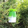 Solabiol Buchsbaumzünsler-Falle im Einsatz am Buchsbaum, grün-weiße Kunststofffalle.