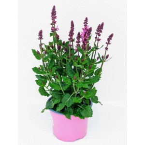 Steppen-Salbei 'Marvel Rose' im Topf: Rosafarbene Blütenstände und grüne Blätter.