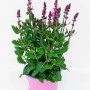 Steppen-Salbei 'Marvel Rose' im Topf: Rosafarbene Blütenstände und grüne Blätter.