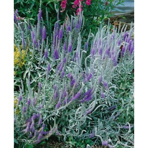 Silber-Ehrenpreis Veronica Spicata mit blauen Blüten im Garten, winterharte Staude.