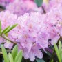 Nahaufnahme: Üppiger, lila Rhododendron INKARHO® Dufthecke mit grünen Blättern.