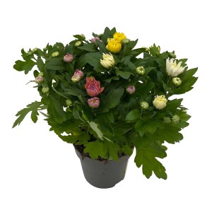 Chrysanthemen-Trio im Topf, verschiedene Farben (Gelb, Weiß, Violett). Herbstpflanze für Balkon und Garten.