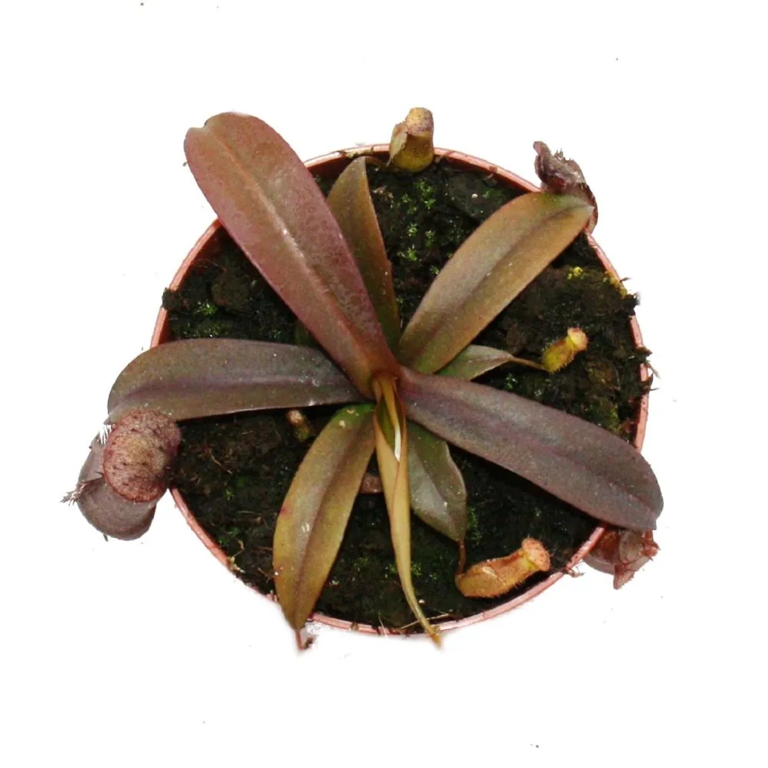 Rotblättrige Kannenpflanze (Nepenthes) im Topf, eine fleischfressende Pflanze mit Kannen.