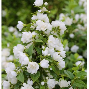 Üppig blühender Gartenjasmin Snowbelle (Philadelphus) mit weißen, gefüllten Blüten.