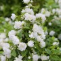 Üppig blühender Gartenjasmin Snowbelle (Philadelphus) mit weißen, gefüllten Blüten.