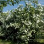 Blühender Zwerg-Jasmin 'Little White Love' Strauch mit weißen Blüten im Garten.