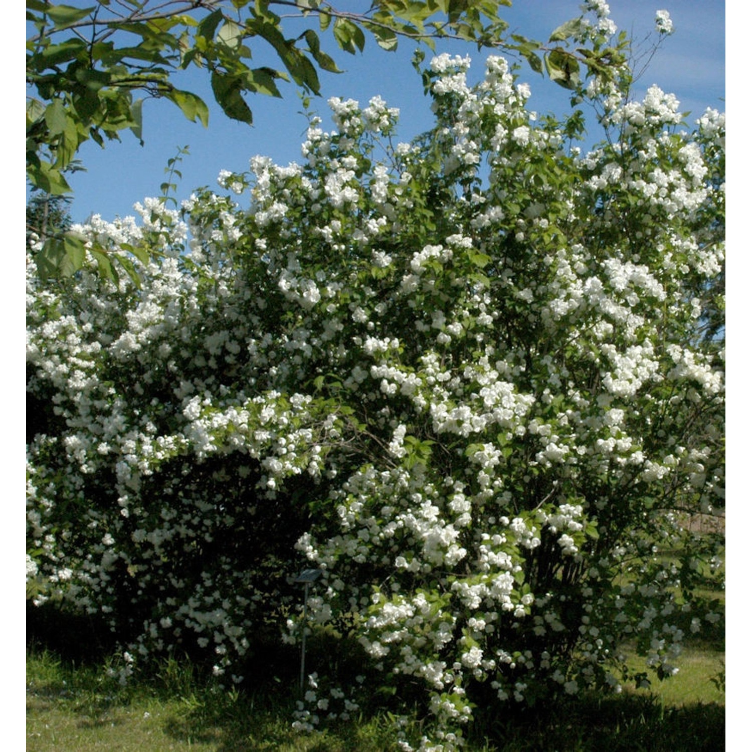 Zwerg Jasmin Little White Love 30-40cm - Philadelphus coronarius günstig online kaufen