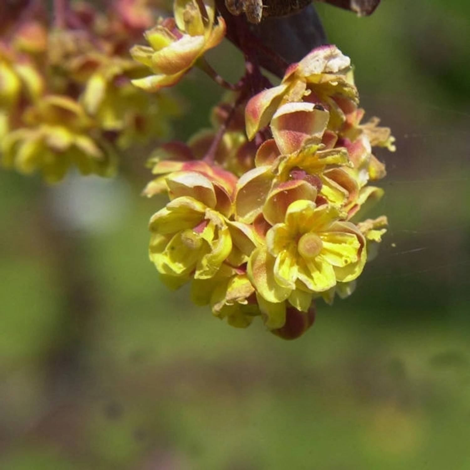 Große Blut Beberitze 60-80cm - Berberis ottawensis günstig online kaufen