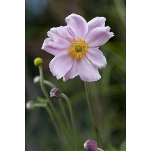 Zartrosa Herbstanemone 'Septemberglanz' im 9x9 cm Topf, Nahaufnahme der Blüte.