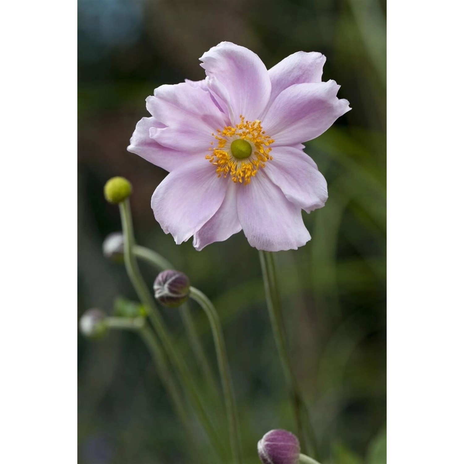 Anemone Tomentosa Septemberglanz Herbstanemone Ca. 9x9 cm Topf günstig online kaufen