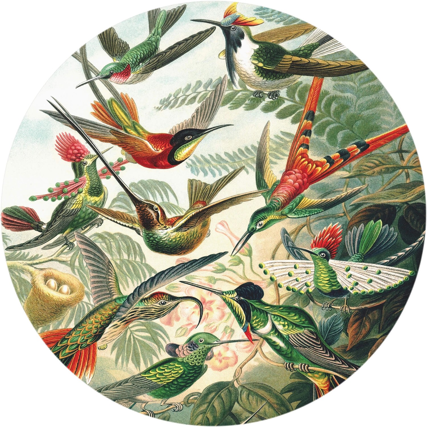 Erfurt Fototapete Vlies Kolibris Ø 188 cm