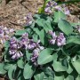 Blaublattfunkie 'Blue Mouse Ears' mit blaugrauen Blättern und lavendelfarbenen Blüten.
