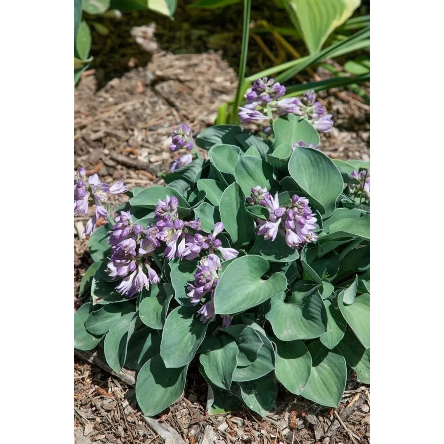 Blaublattfunkie 'Blue Mouse Ears' mit blaugrauen Blättern und lavendelfarbenen Blüten.