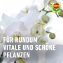 Compo Düngestäbchen für Orchideen, 20 Stk., für prächtige Blüten.