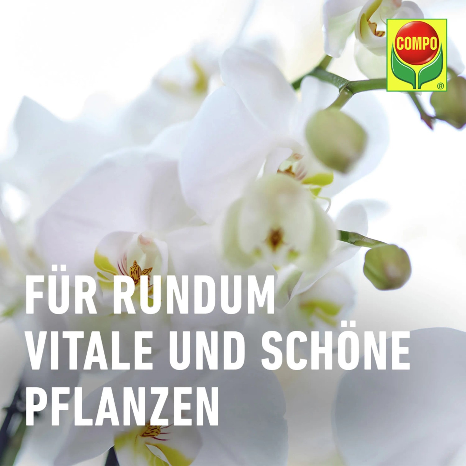 Compo Düngestäbchen für Orchideen, 20 Stk., für prächtige Blüten.