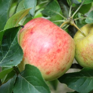 Zwergapfel Galina 70 - 90 cm Malus domestica
