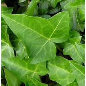 Nahaufnahme von grünen Efeu Heron Blättern (Hedera helix) mit deutlicher Blattaderung.