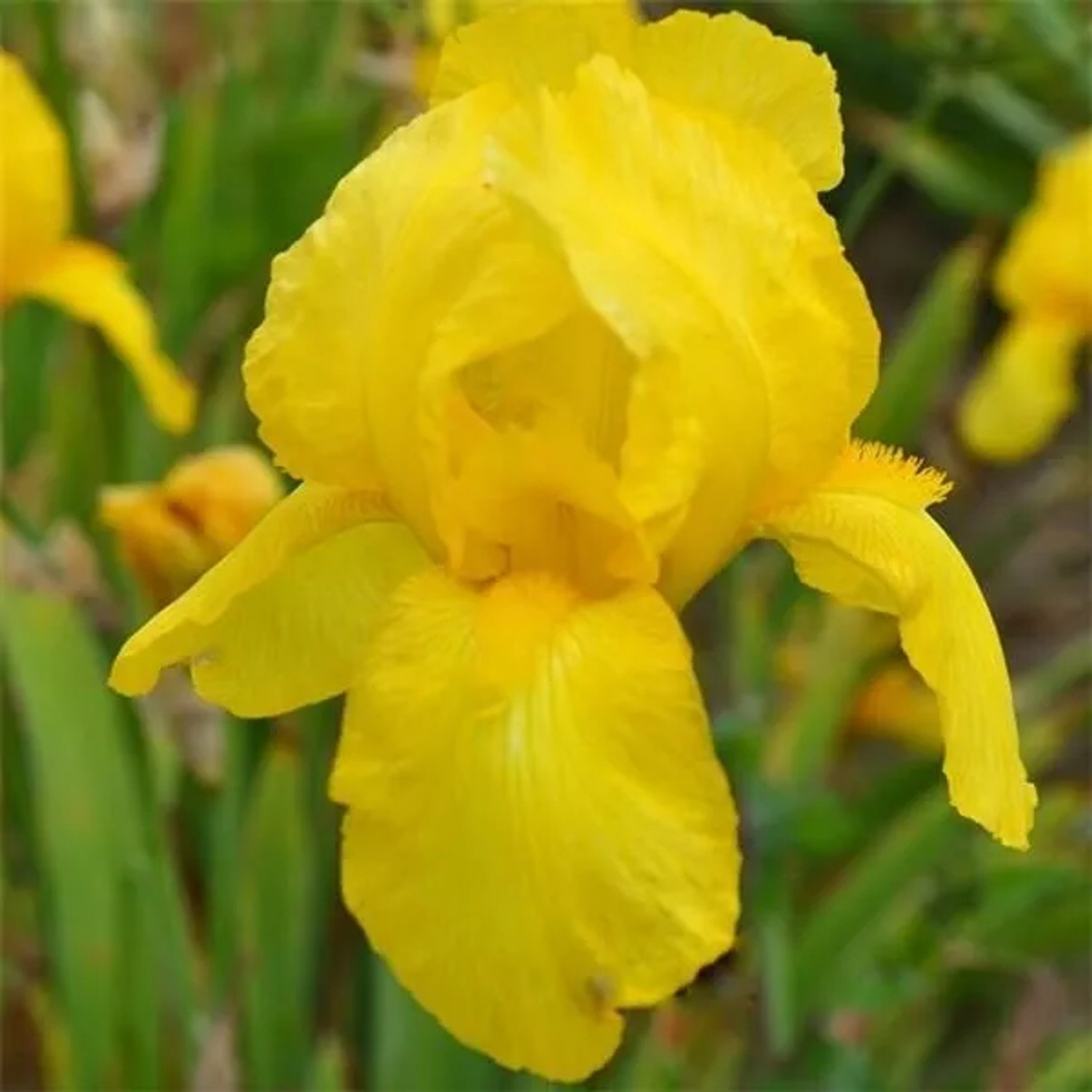 6 x Schwertlilie 'Ola Kala' Iris germanica Topf 9cm Gelbe Blüten