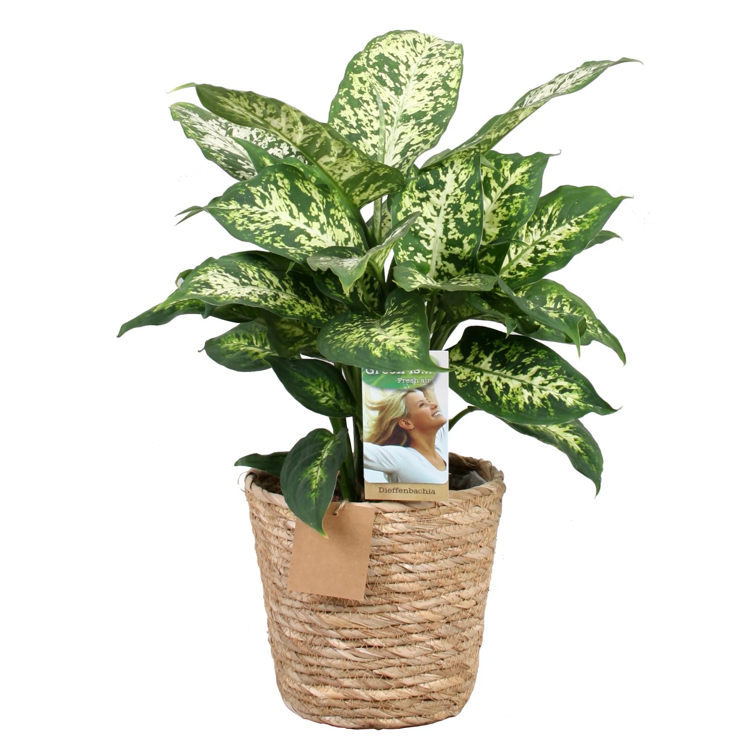 Zimmerpflanze im Seegras-Gef Hhe 50-70 cm Topf- 17 cm kaufen bei OBI