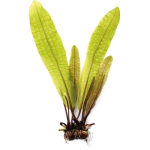 Dennerle Aponogeton Boivinianus Aquariumpflanze mit grünen, bullösen Blättern und Knolle.