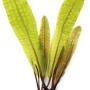 Dennerle Aponogeton Boivinianus Aquariumpflanze mit grünen, bullösen Blättern und Knolle.