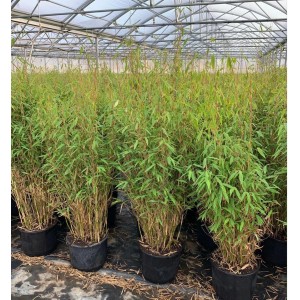 Immergrüner Fargesia Murieliae Jumbo Bambus (100–125 cm) im Topf.