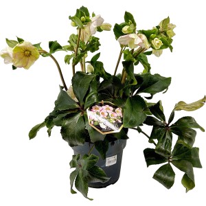 Helleborus Ice n Roses rot im Topf, eine elegante Christrose mit zarten Blüten.