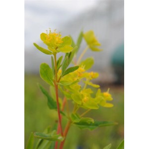 Nahaufnahme der Sumpf-Wolfsmilch (Euphorbia palustris) mit gelben Blüten im 9x9 cm Topf.