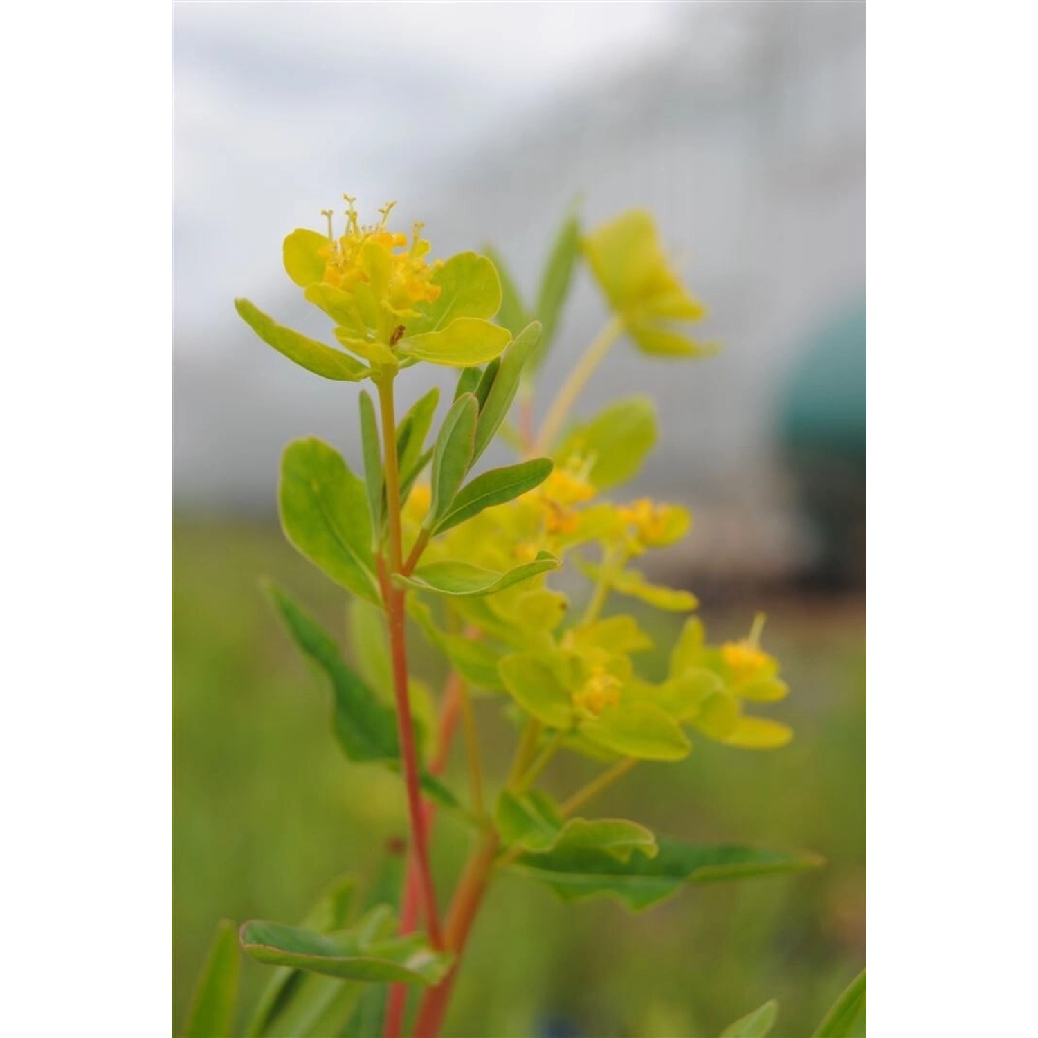Euphorbia Palustris Sumpf Wolfsmilch Ca. 9x9 cm Topf günstig online kaufen