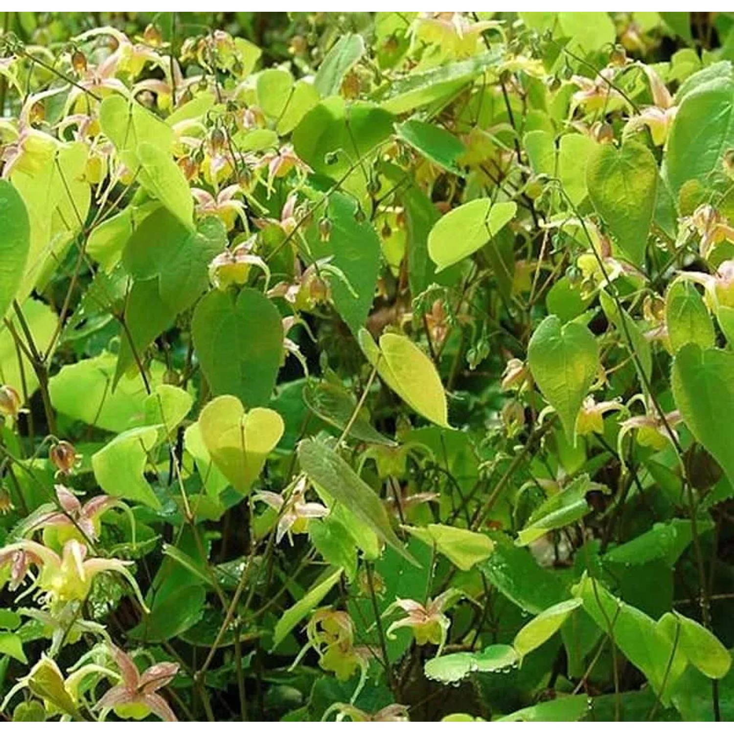 Elfenblume Fire Dragon - Epimedium Hybrid