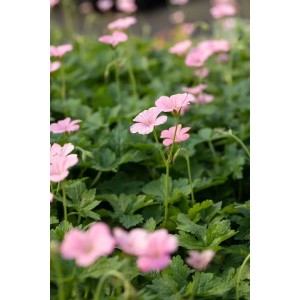 Rosa Storchschnabel 'Wargrave Pink' im 9x9 cm Topf. Blühende Staude für Beet und Garten.