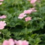 Rosa Storchschnabel 'Wargrave Pink' im 9x9 cm Topf. Blühende Staude für Beet und Garten.