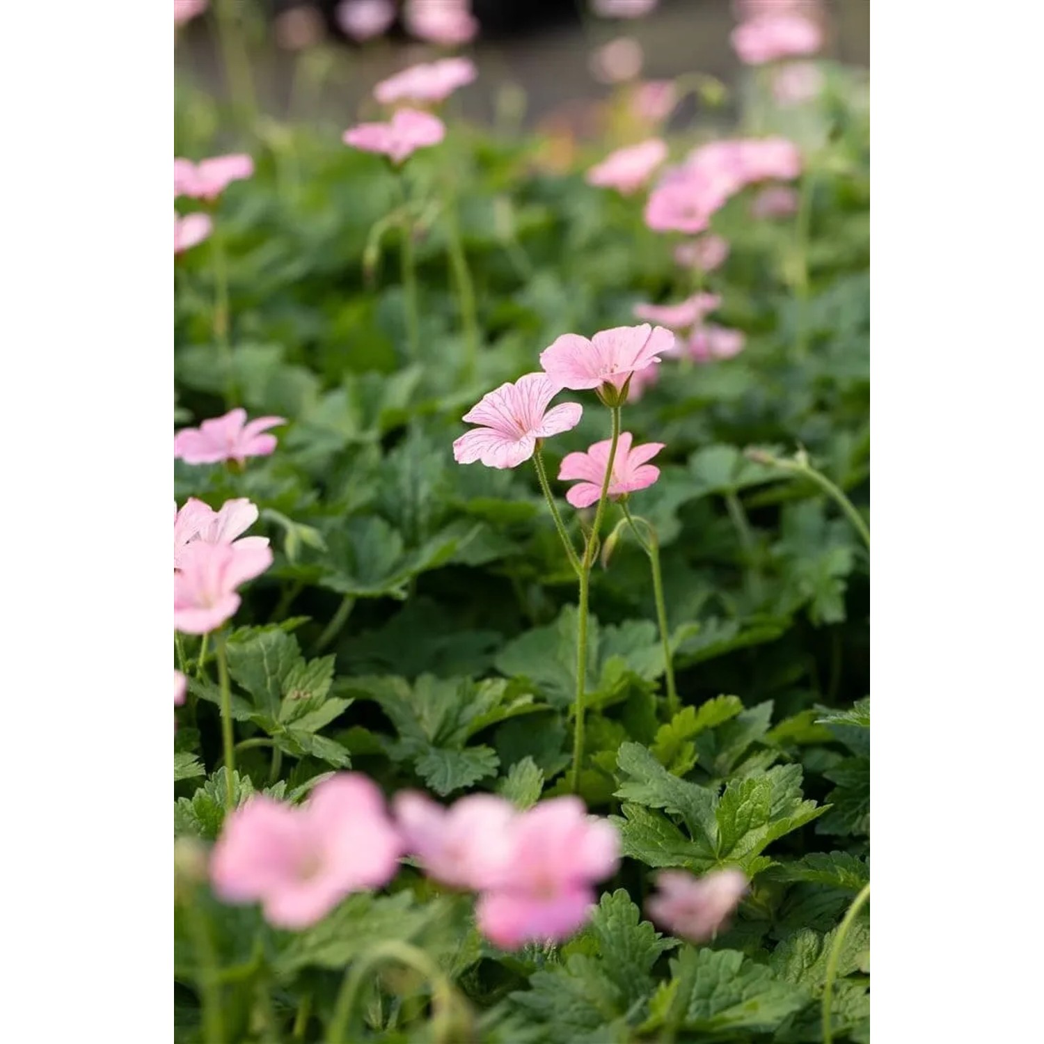 Rosa Storchschnabel 'Wargrave Pink' im 9x9 cm Topf. Blühende Staude für Beet und Garten.