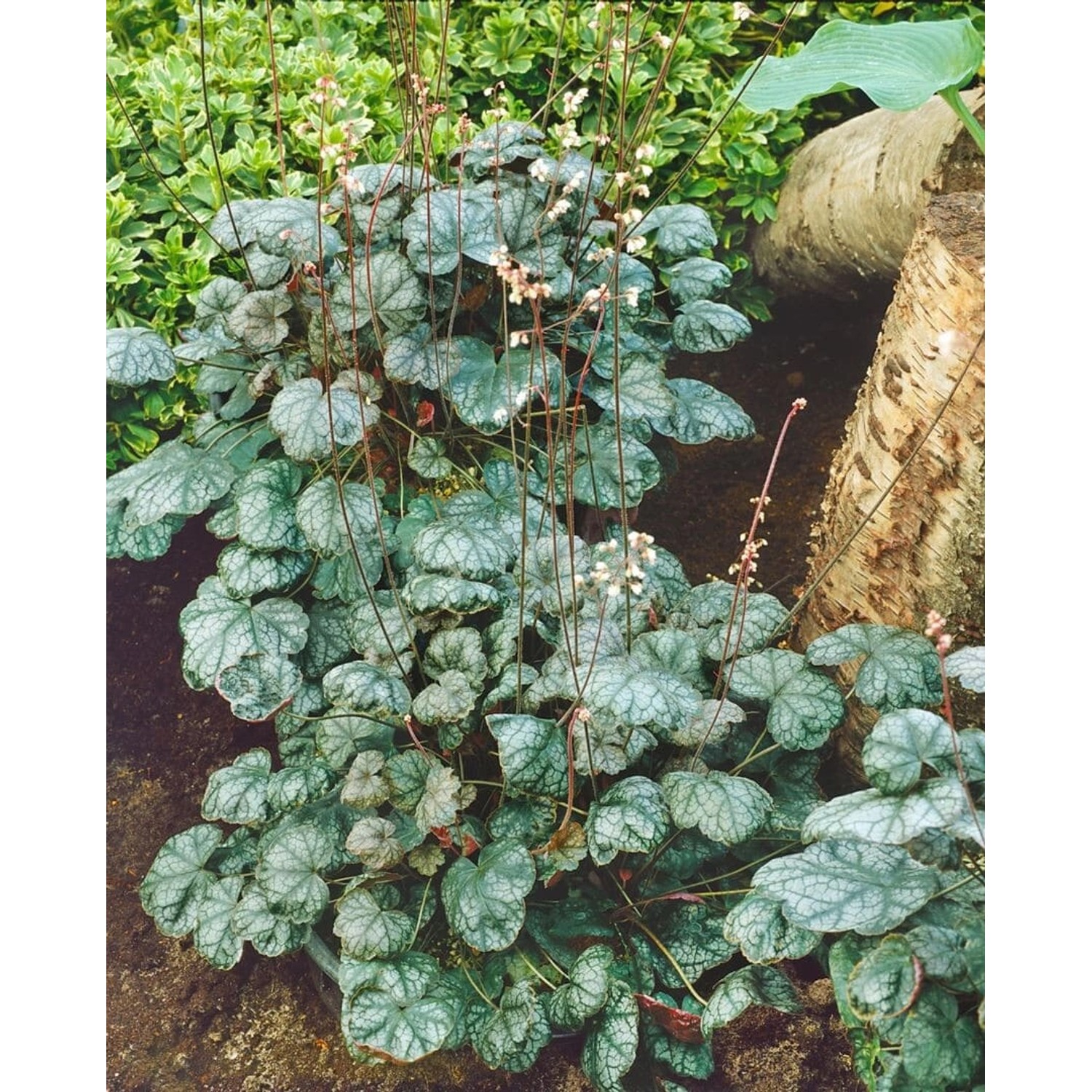 Heuchera X Brizoides Pewter Moon Purpurglöckchen Ca. 11x11 cm Topf günstig online kaufen