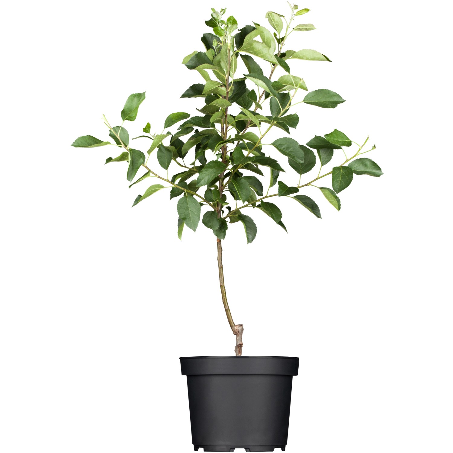 GROW by OBI Bio Winterapfel Jonagold Rot Höhe ca. 120 - 140 cm Topf ca. 7 l günstig online kaufen