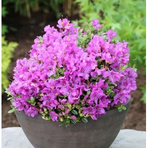 Duftkissen Zwerg Rhododendron 15-20cm - Rhododendron radicans