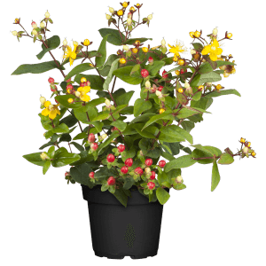 Johanniskraut Gemo im Topf: Gelbe Blüten und rote Beeren des Hypericum kalmianum.