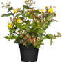 Johanniskraut Gemo im Topf: Gelbe Blüten und rote Beeren des Hypericum kalmianum.