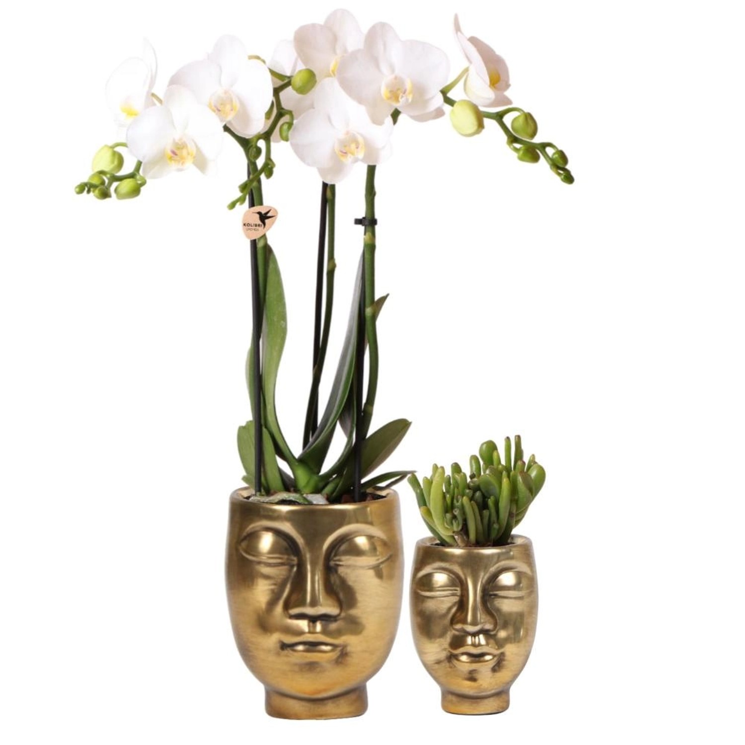 Kolibri Pflanzenset Face-2-face Gold Set mit Weißer Phalaenopsis Orchidee 9cm & Grüner Sukkulente 6cm inkl. Keramik Zier