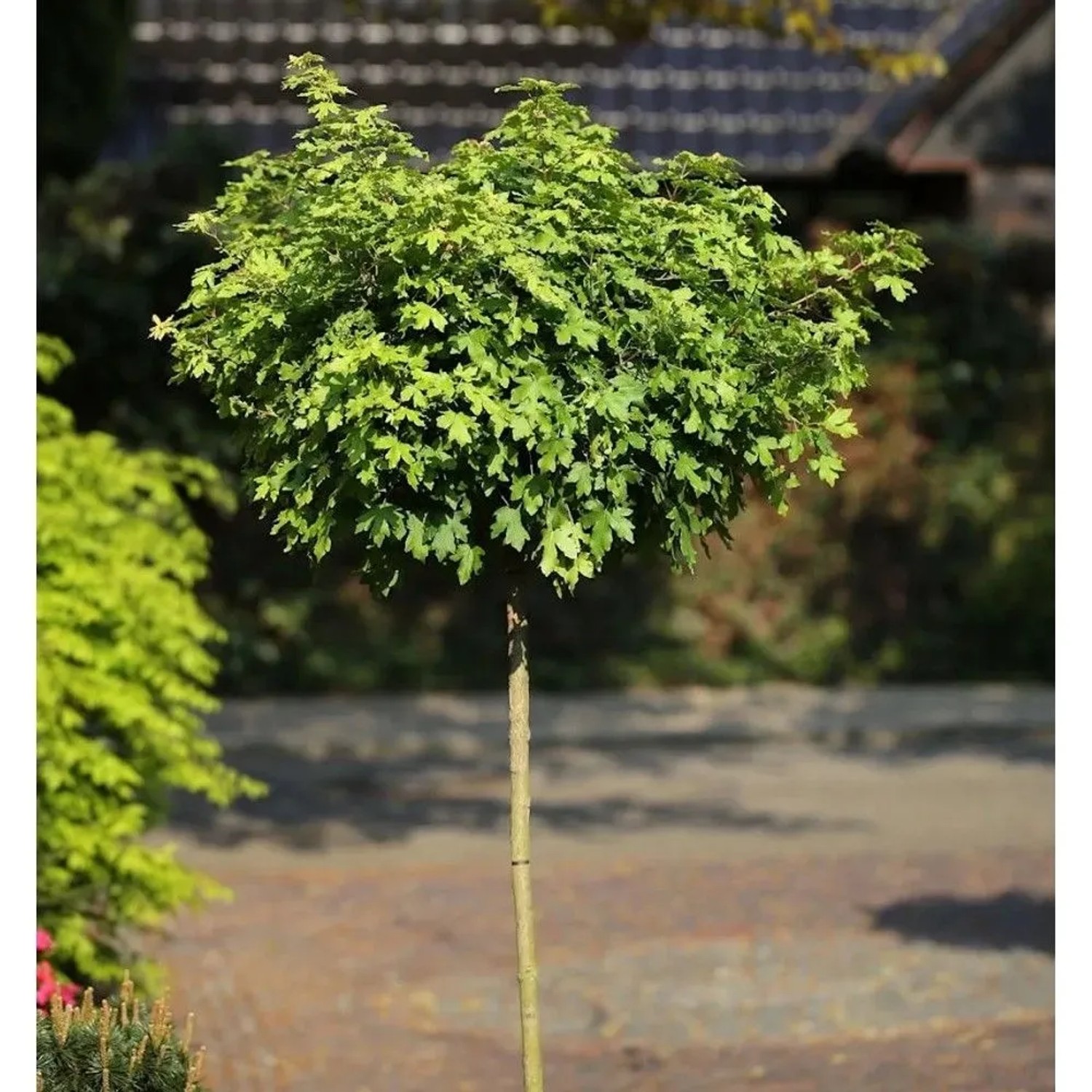 Hochstamm Kugel Feldahorn Nanum 80-100cm - Acer campestre