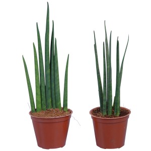 Bogenhanf Cylindrica 'Spaghetti', zwei Pflanzen im braunen Topf, Sukkulente.