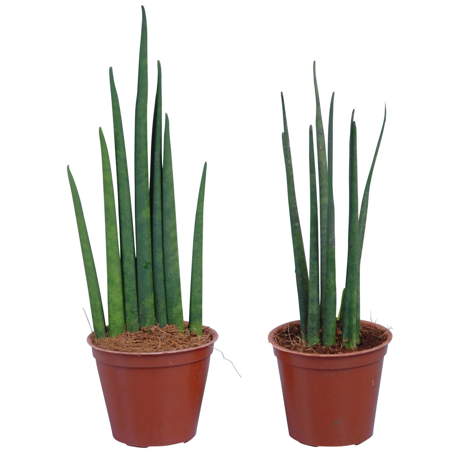 Bogenhanf cylindrica 'Spaghetti' Topf- 7 cm kaufen bei OBI